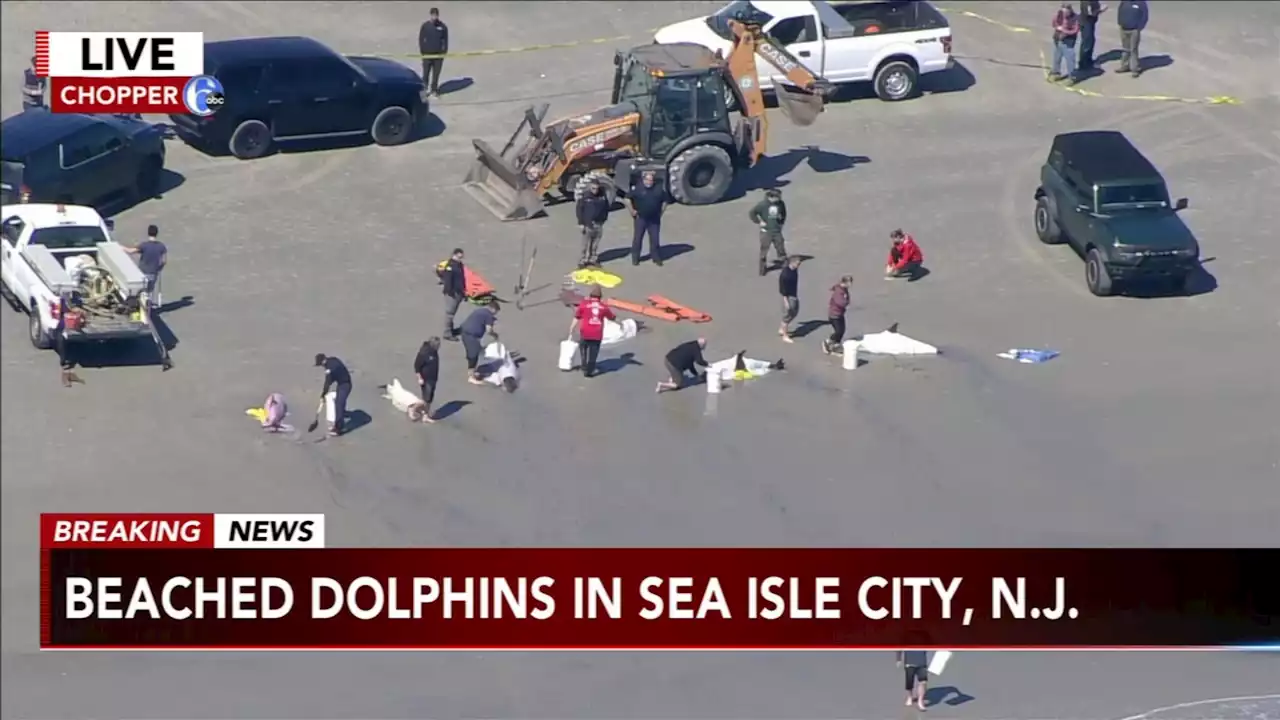 8 dolphins beached in mass stranding event at Jersey shore