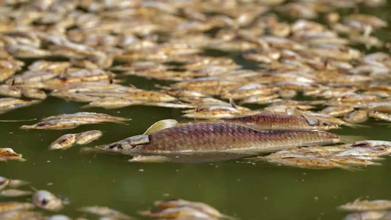 Fish kill clean-up finally underway, a week after river fills with millions of dead creatures