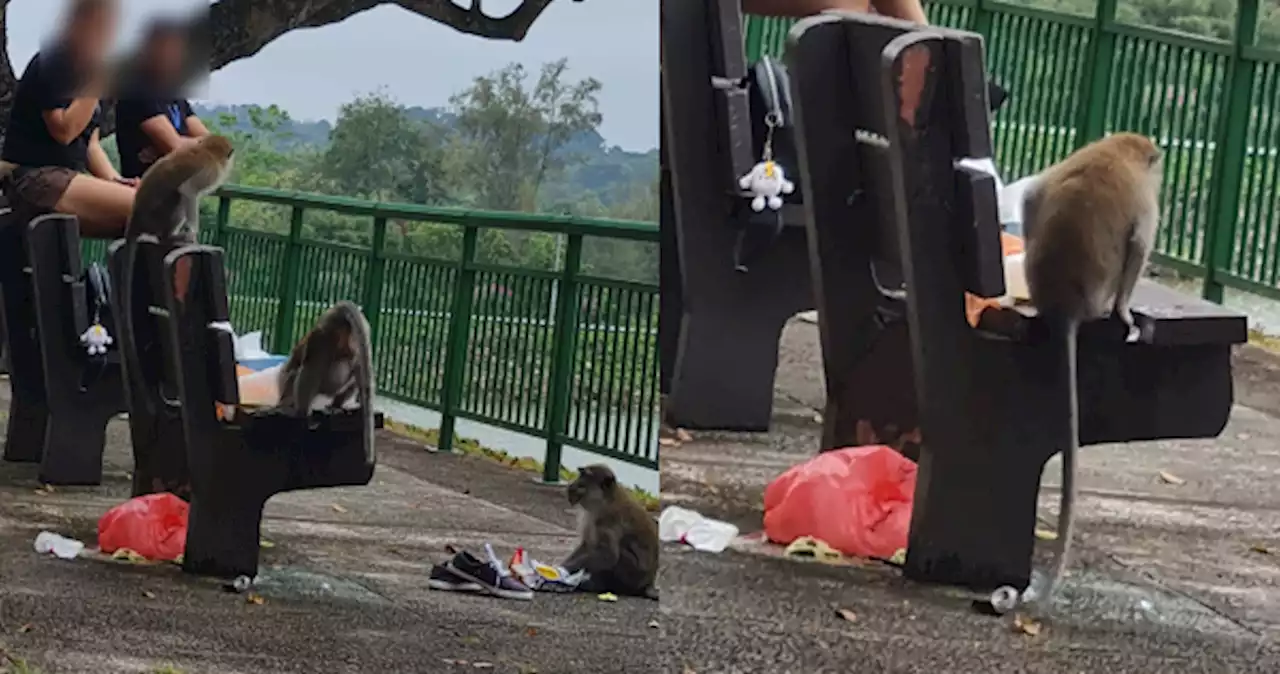 Man posts photo accusing couple of feeding macaques in reservoir, gets chided by netizens