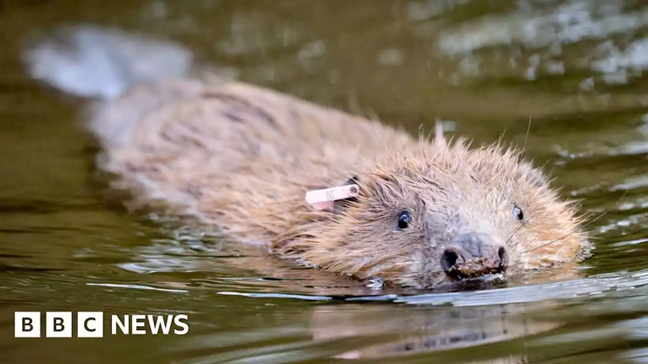 Beavers to be reintroduced in west London