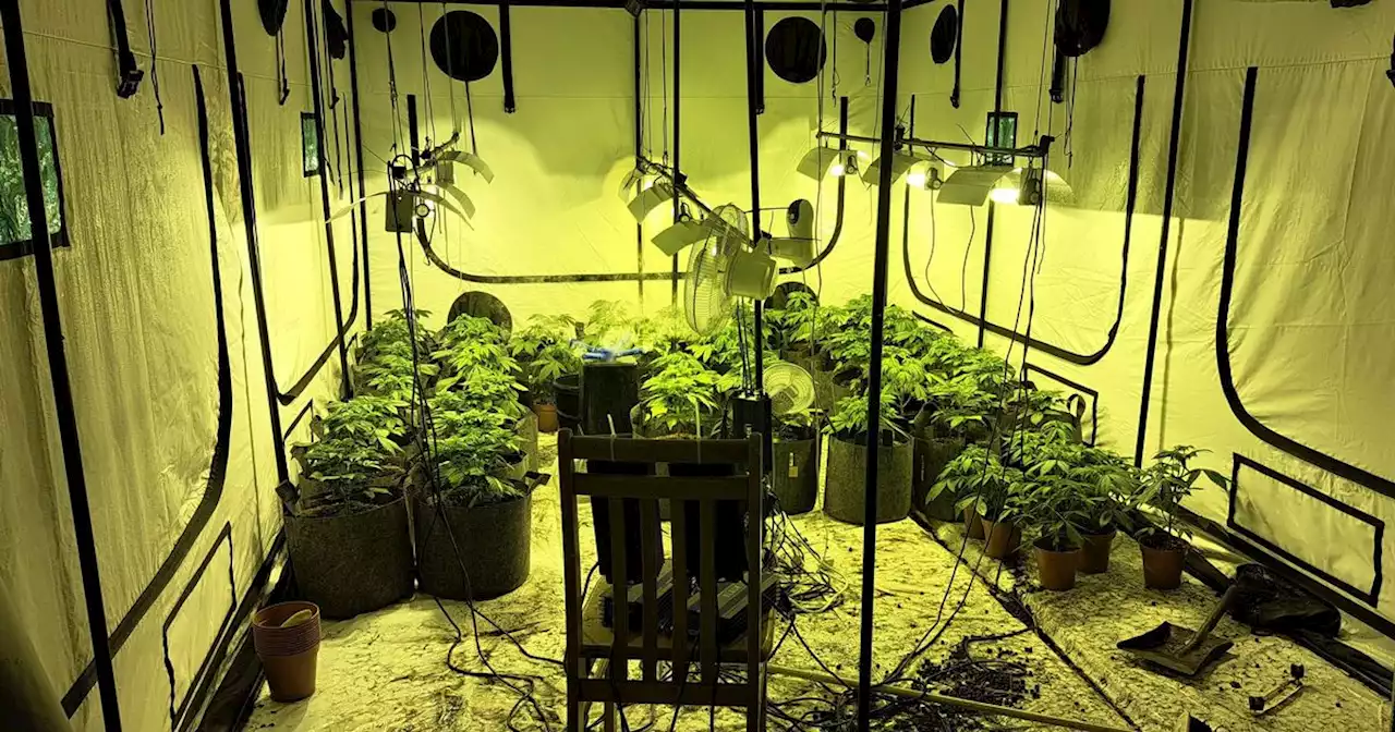 Three arrested after cannabis farm discovered in village property