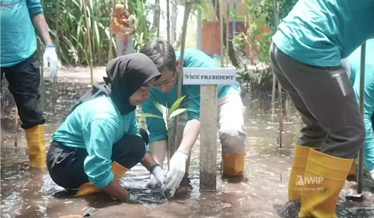 IWIP dan Masyarakat Berkolaborasi Lindungi Kawasan Pesisir