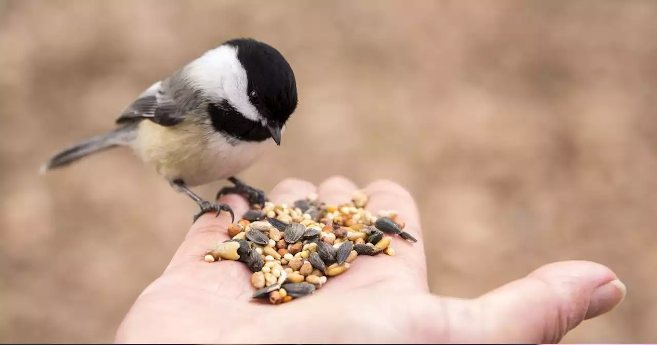 Il faut arrêter de nourrir les oiseaux au printemps selon cet expert : voici les raisons