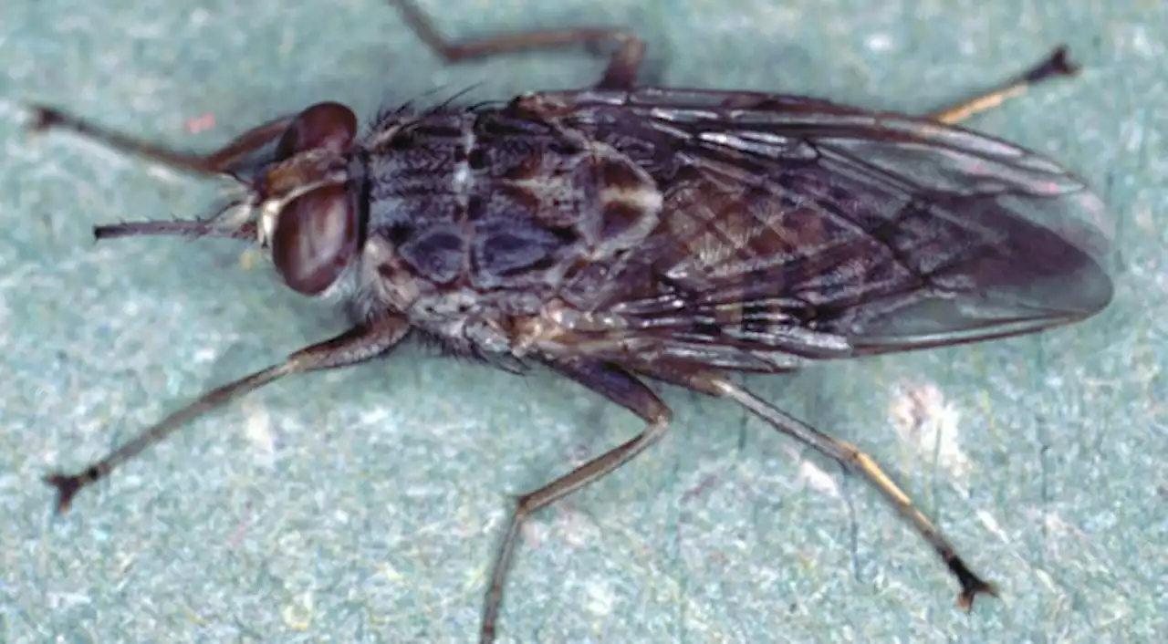 BugBitten A tsetse fly aphrodisiac is identified