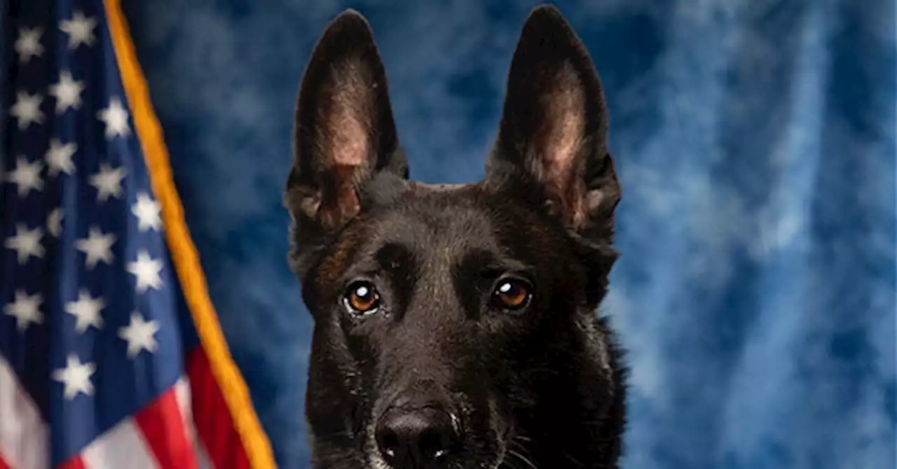 Georgia Police Dog Retires After 7 Years of Service