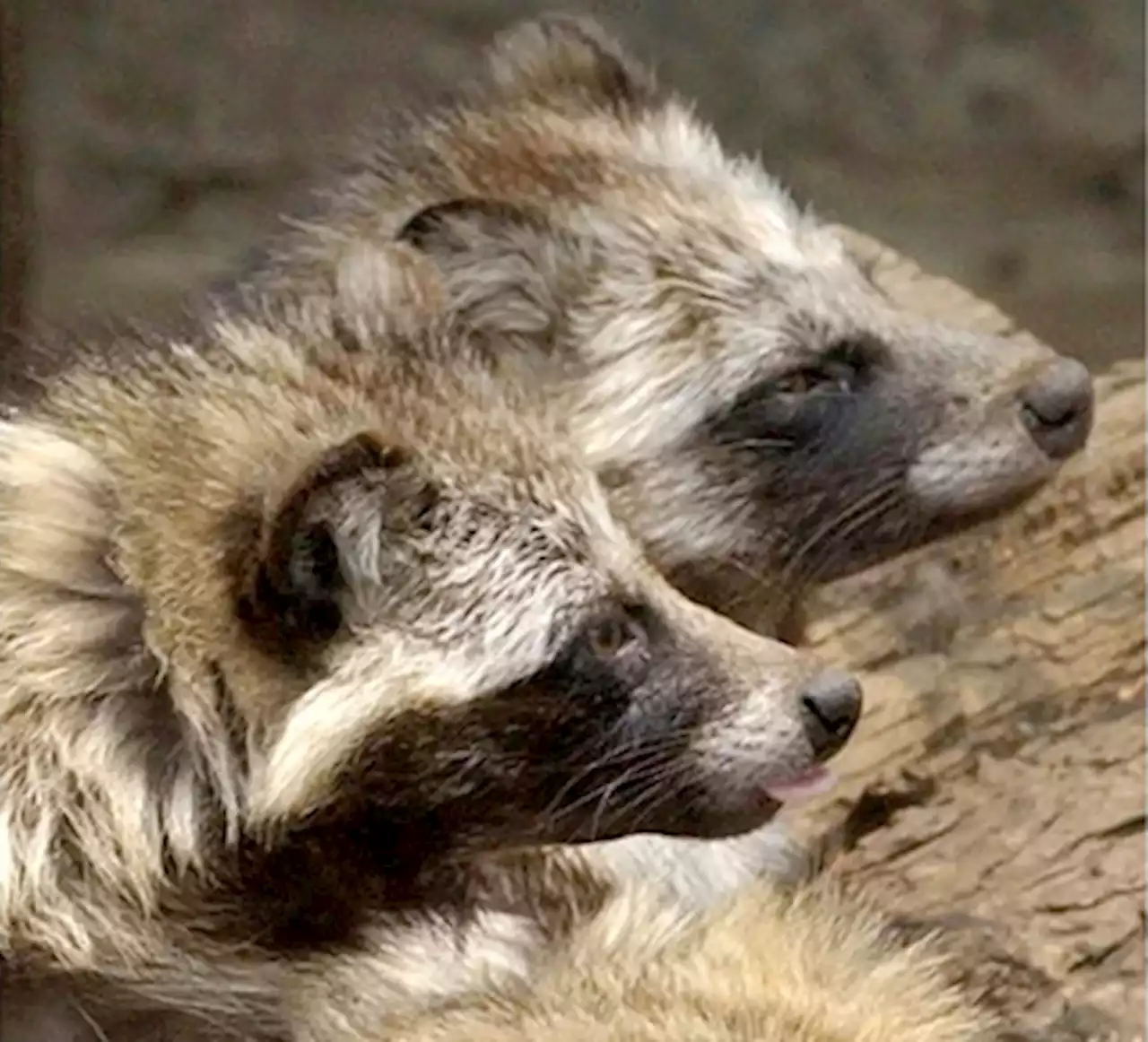 New Covid-19 origins data point to raccoon dogs in China market | Dake Kang & Maria Cheng / The Associated Press