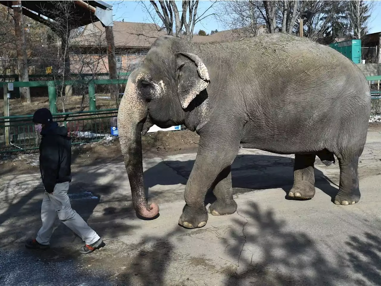 Lucy the elephant at 47 not fit for relocation from Edmonton, concludes review