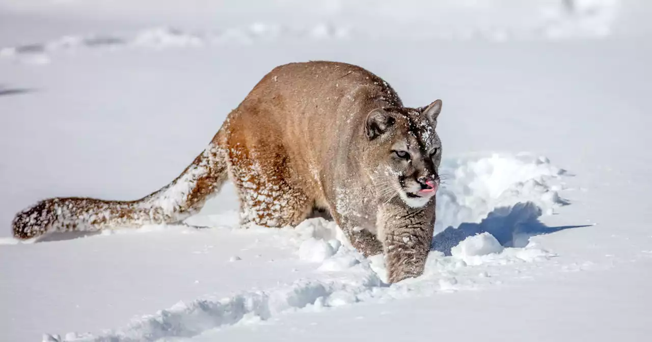 Mountain lion claws Colorado man soaking in hot tub