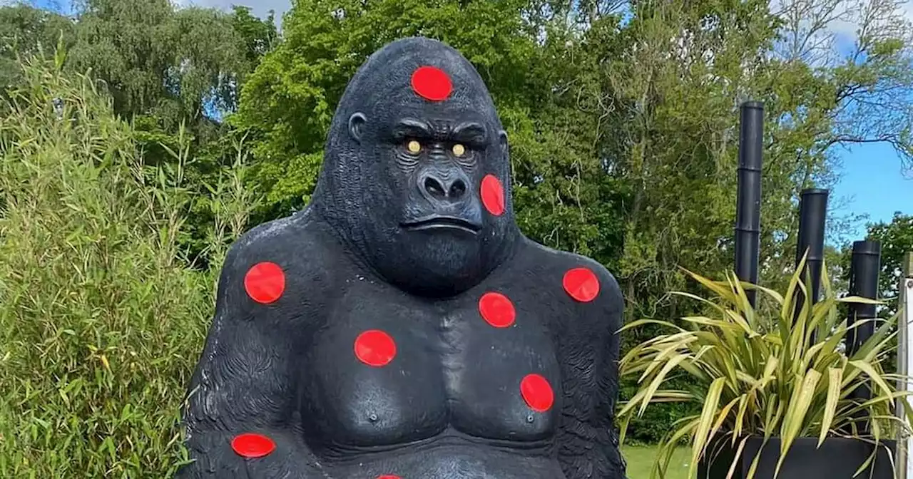 Thieves steal 8ft gorilla from Scots garden centre leaving owner raging