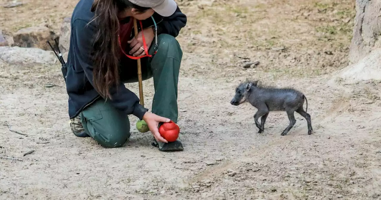 ‘Little ball of cuteness.’ Dallas Zoo welcomes new piglet to its warthog family