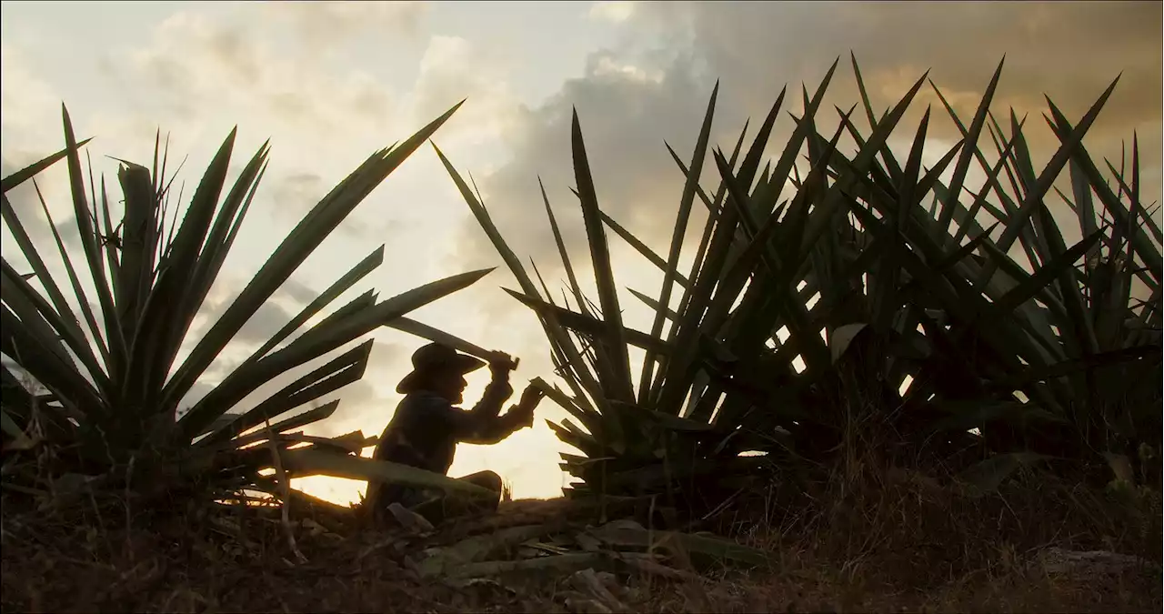 Local Filmmaker's Mezcal Documentary Is Now Streaming on Amazon Prime, Apple TV and More