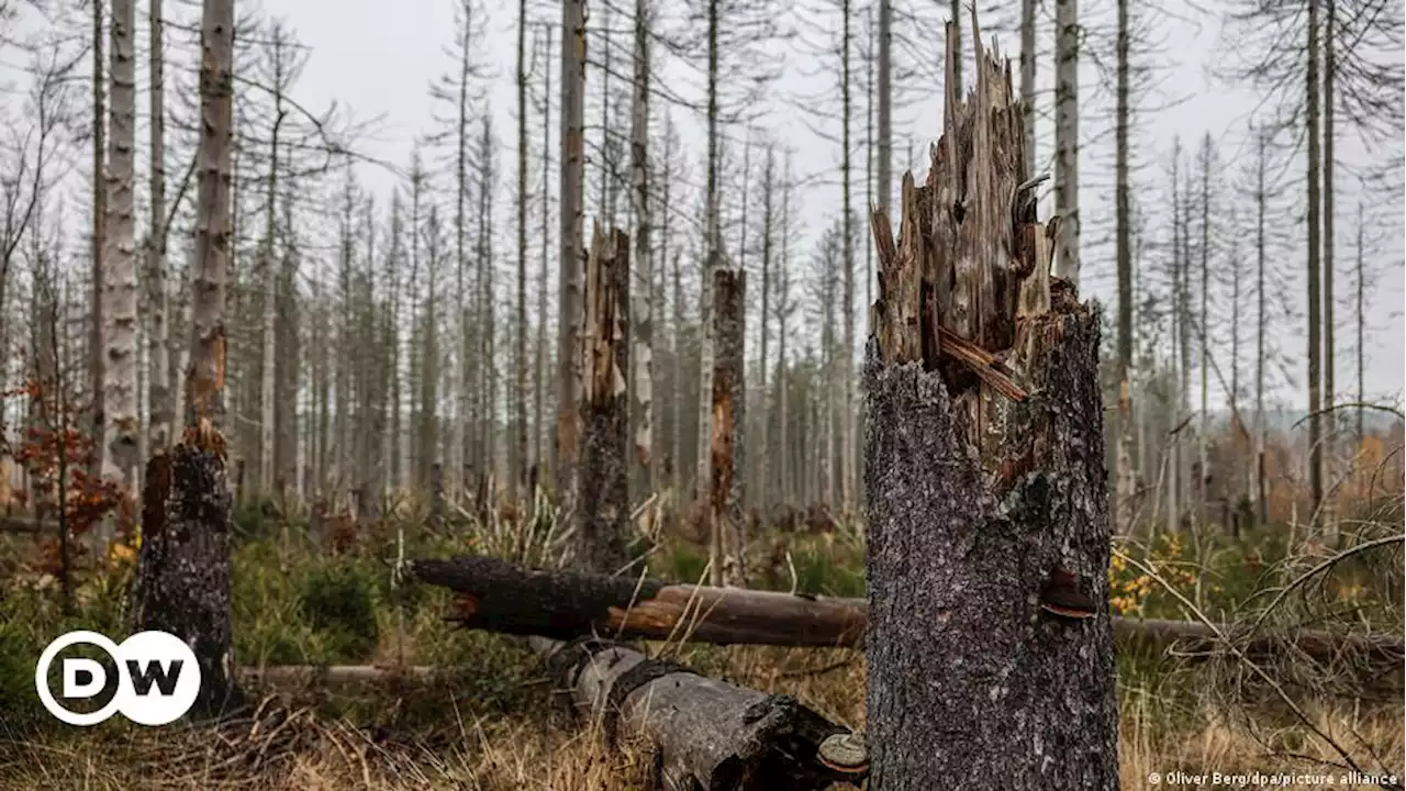 Vier von fünf Bäumen im deutschen Wald sind krank | DW | 21.03.2023