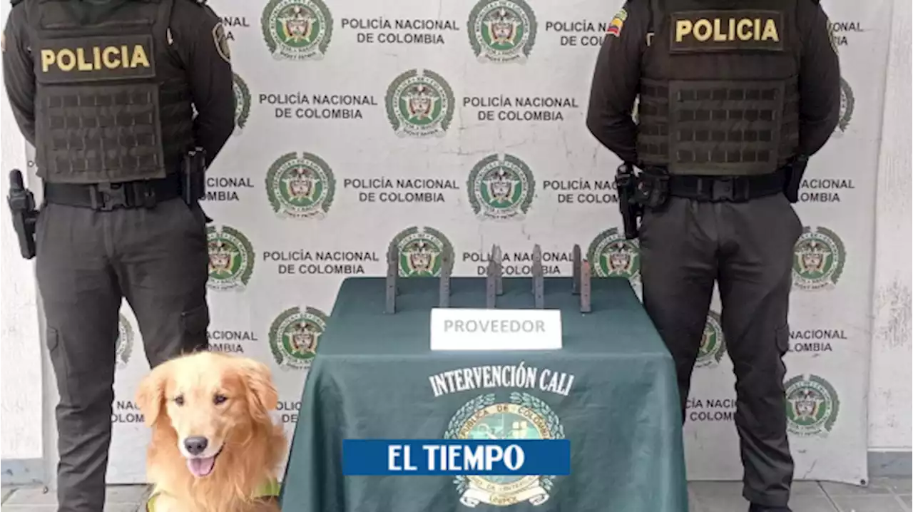 Encomienda olía a coca y perro de Policía descubrió proveedores de armas