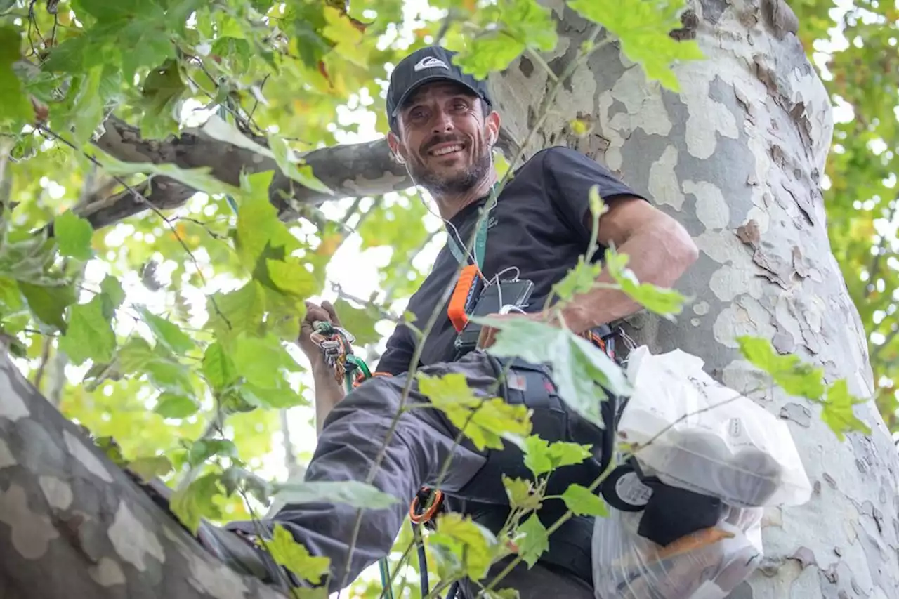 Autoroute A69: le militant Thomas Brail s'accroche à un arbre contre le projet entre Toulouse et Castres