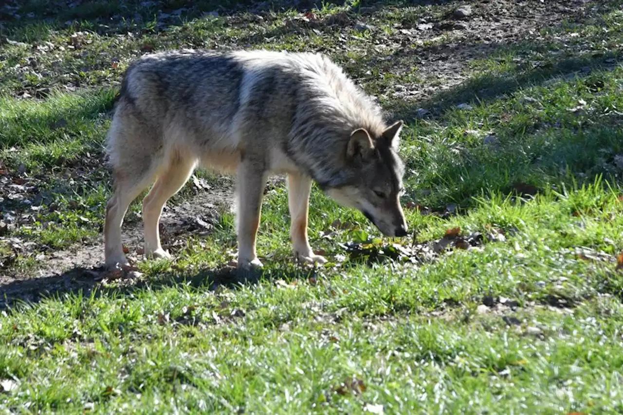 Lot : une association inquiète pour le seul loup du département menacé par des tirs de défense