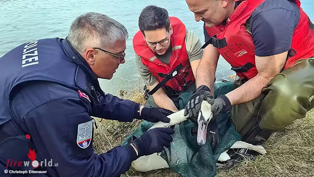 Nö: Zwei Tierrettungseinsätze innerhalb von 24 Stunden im Bezirk Krems