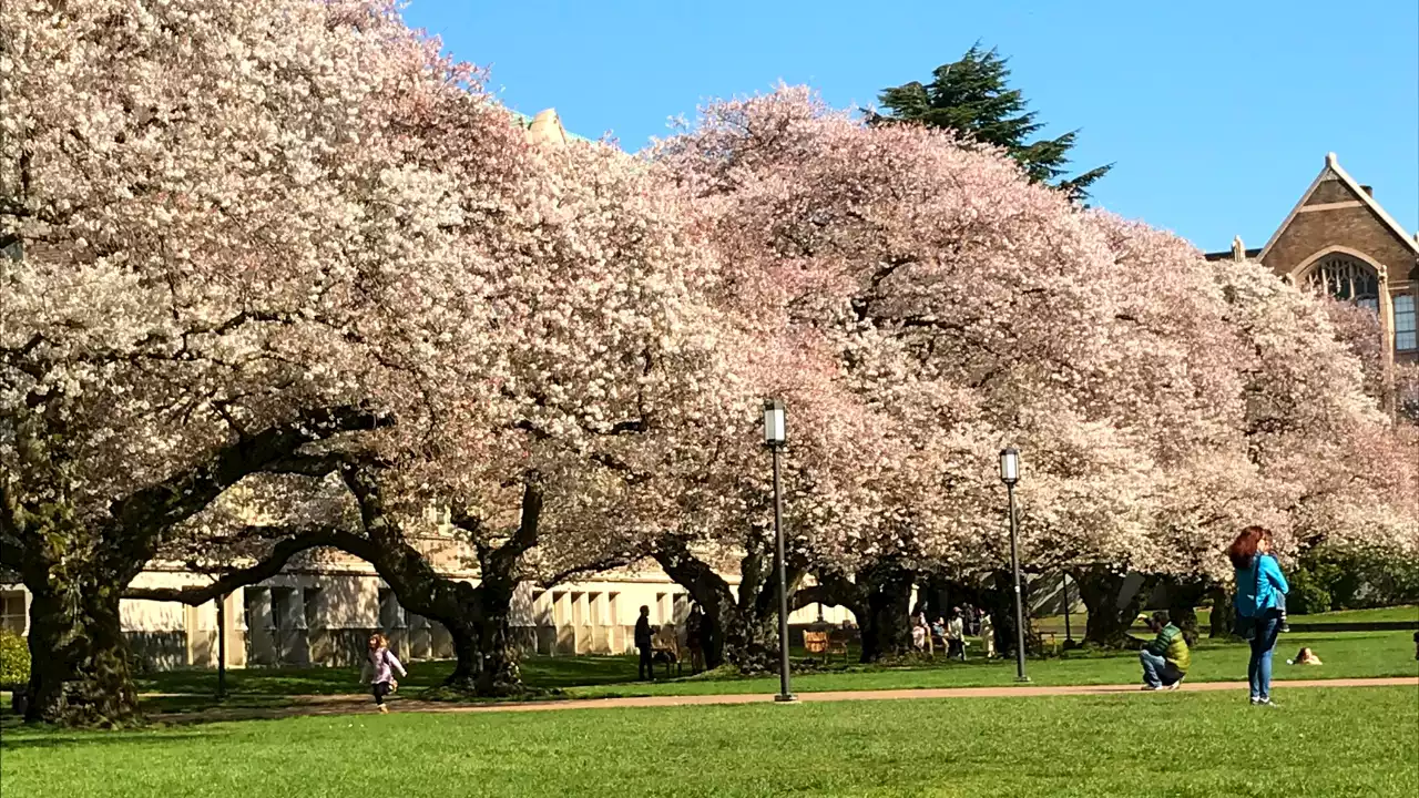 Here's when UW says its campus cherry blossoms will reach peak bloom