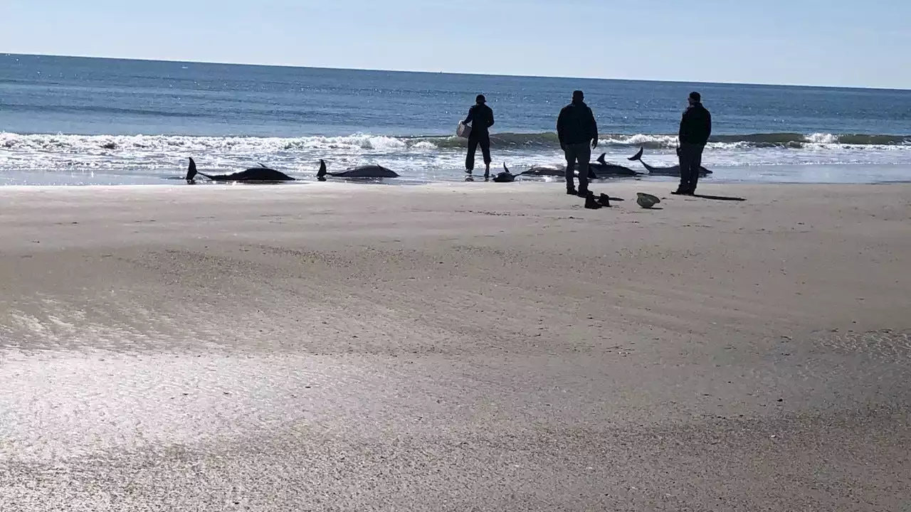 Eight dolphins die after 'mass stranding' on New Jersey beach, officials say