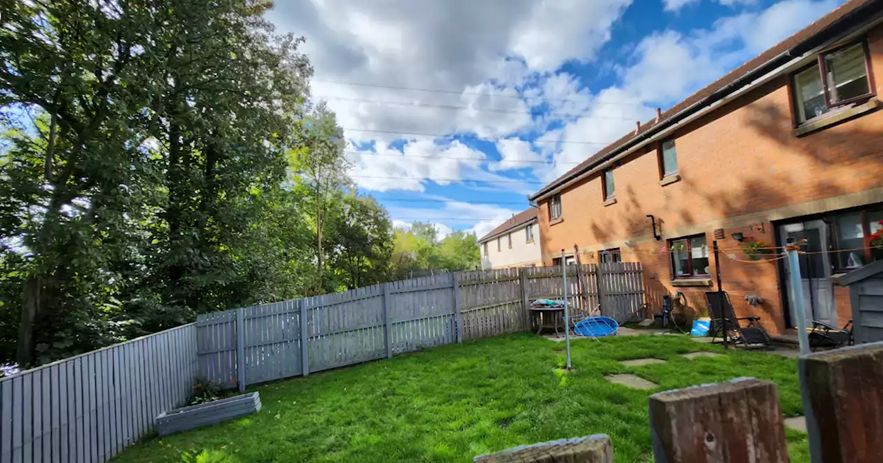 Glasgow trees 'blocking light' from garden' spared chop - as they are not a hedge