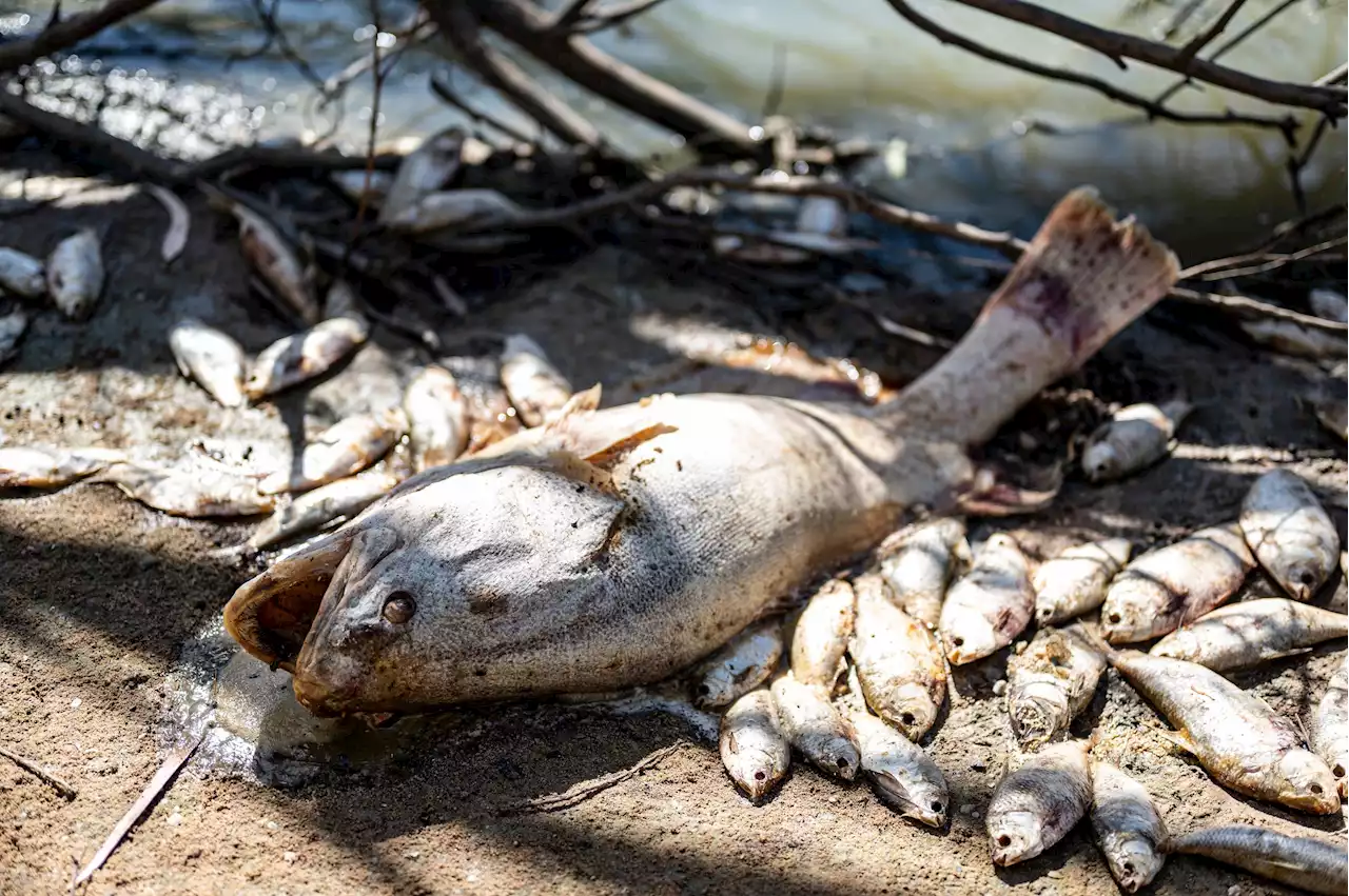 Australien kämpar för att göra rent efter massdöd bland fiskar