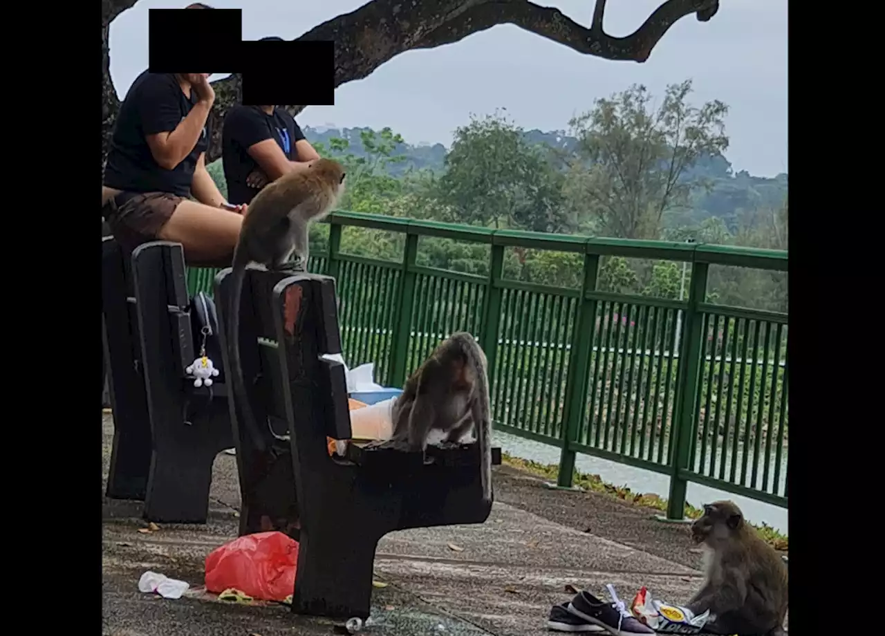Man claims 'foreign' couple fed monkeys at Upper Seletar Reservoir and made a big mess, but netizens say it’s likely that monkeys ambushed their picnic - Singapore News