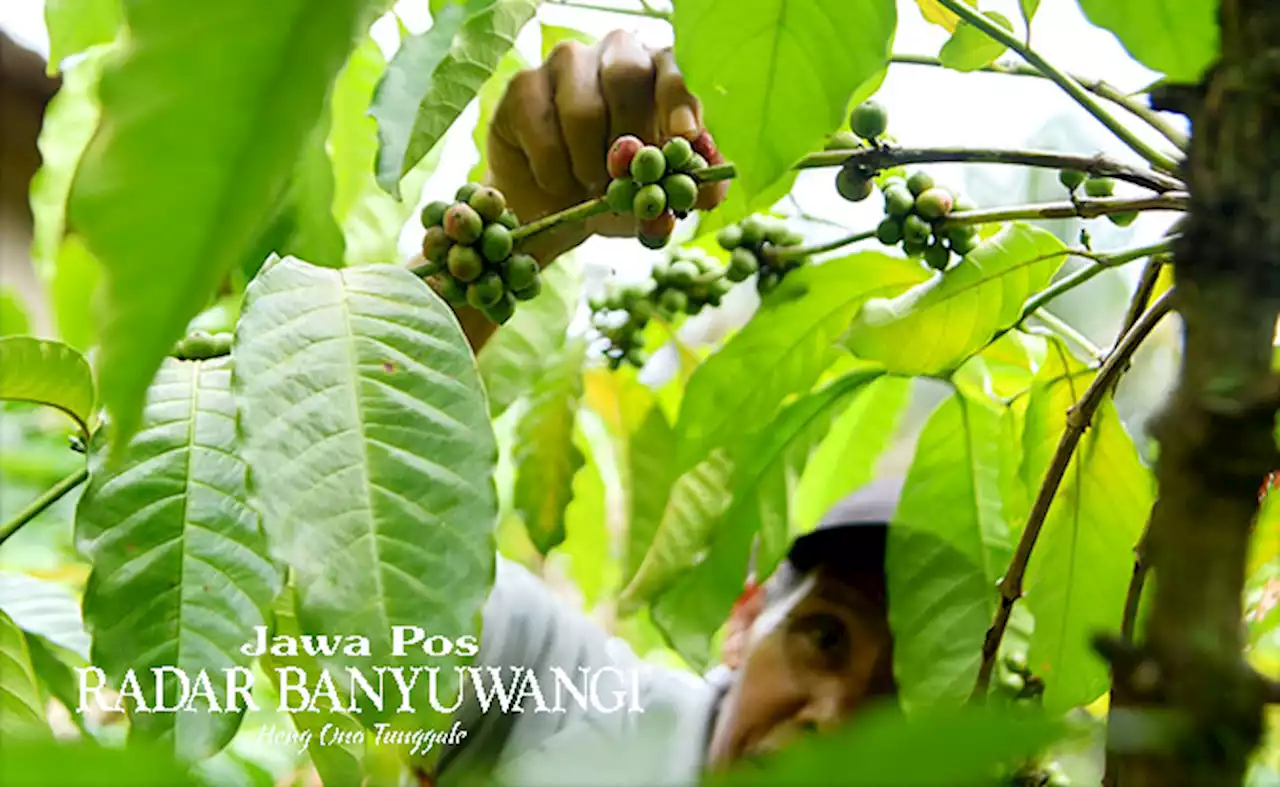 Green Bean Langka, Harga Bijih Kopi Naik, Sekilo Arabika Dibanderol Rp 180 Ribu