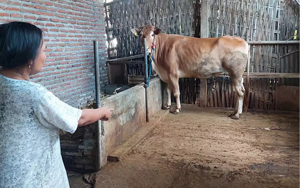 Sapi Limosin Warga Jrebeng Lor Dicuri, Kerugian Rp 20 Juta