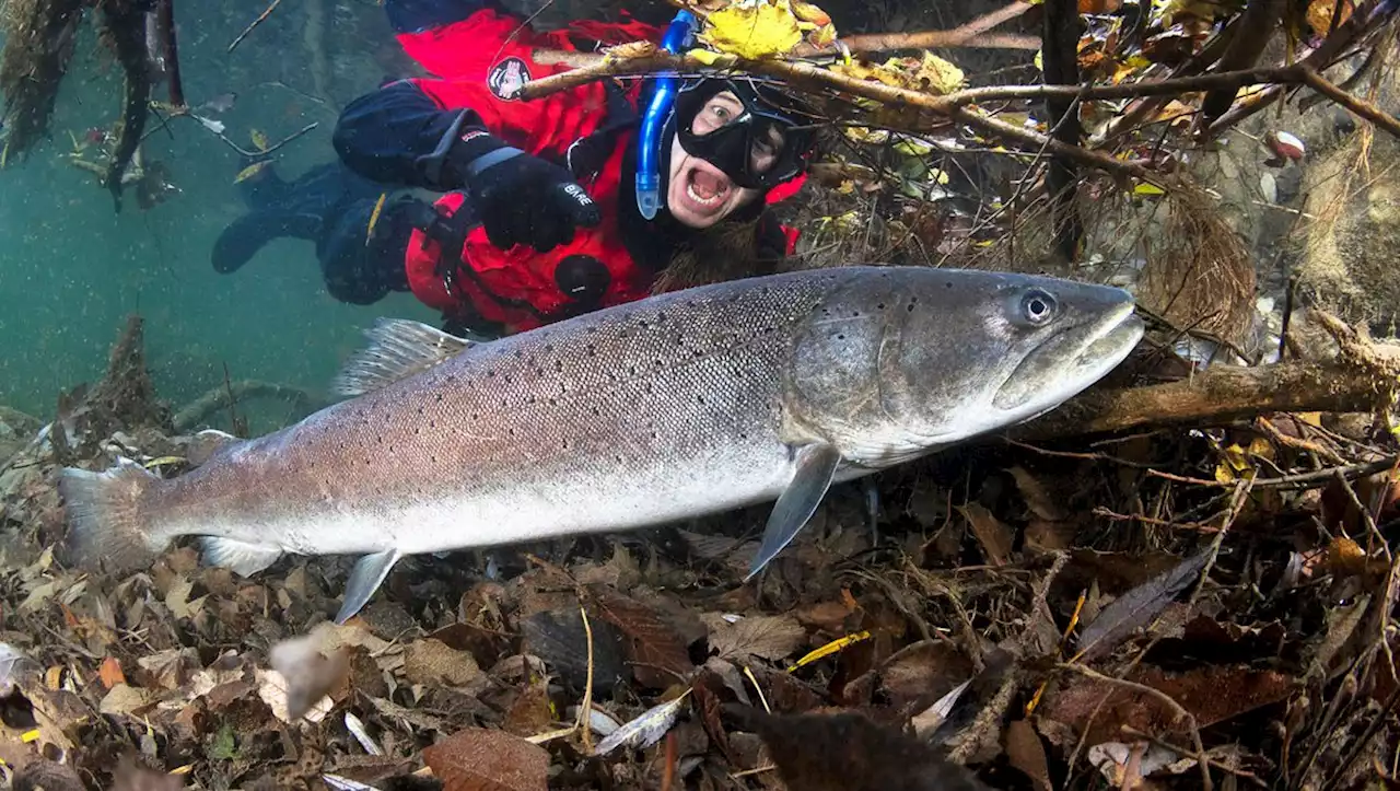 Gigant der Donau droht für immer zu verschwinden