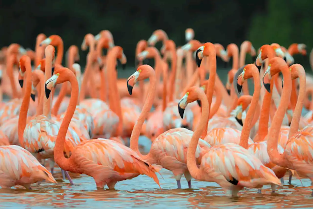 A new study finds flamingos form cliques, similar to people