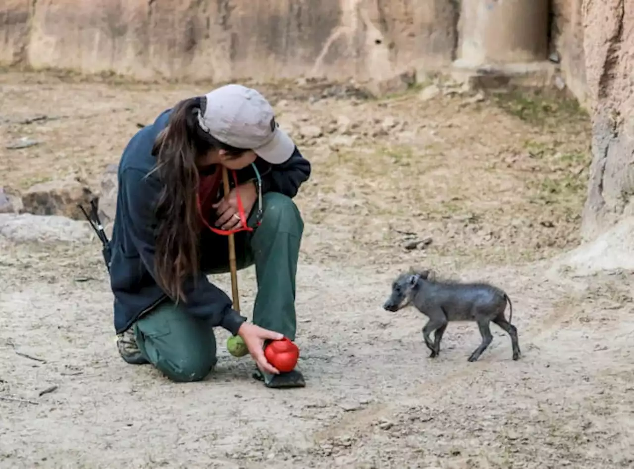 Baby warthog born at Dallas Zoo