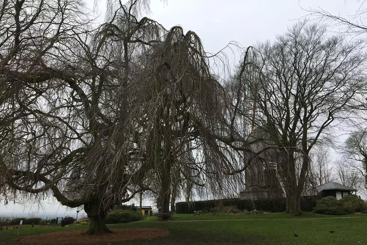 À Cassel, un hêtre pleureur en lice pour devenir l’arbre européen de l’année