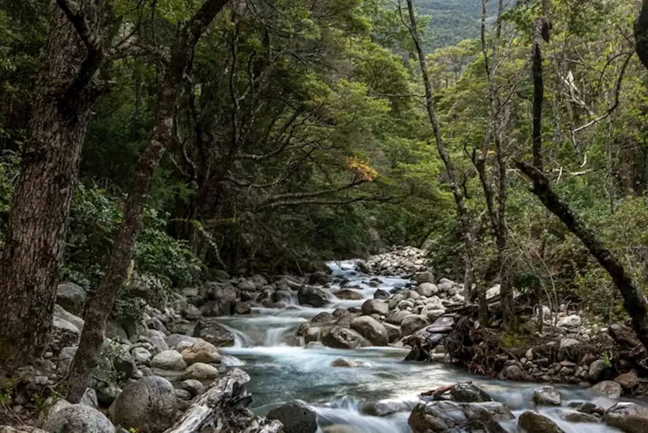 Trivia: en el Día Internacional de los Bosques, ¿cuánto sabés sobre ellos?