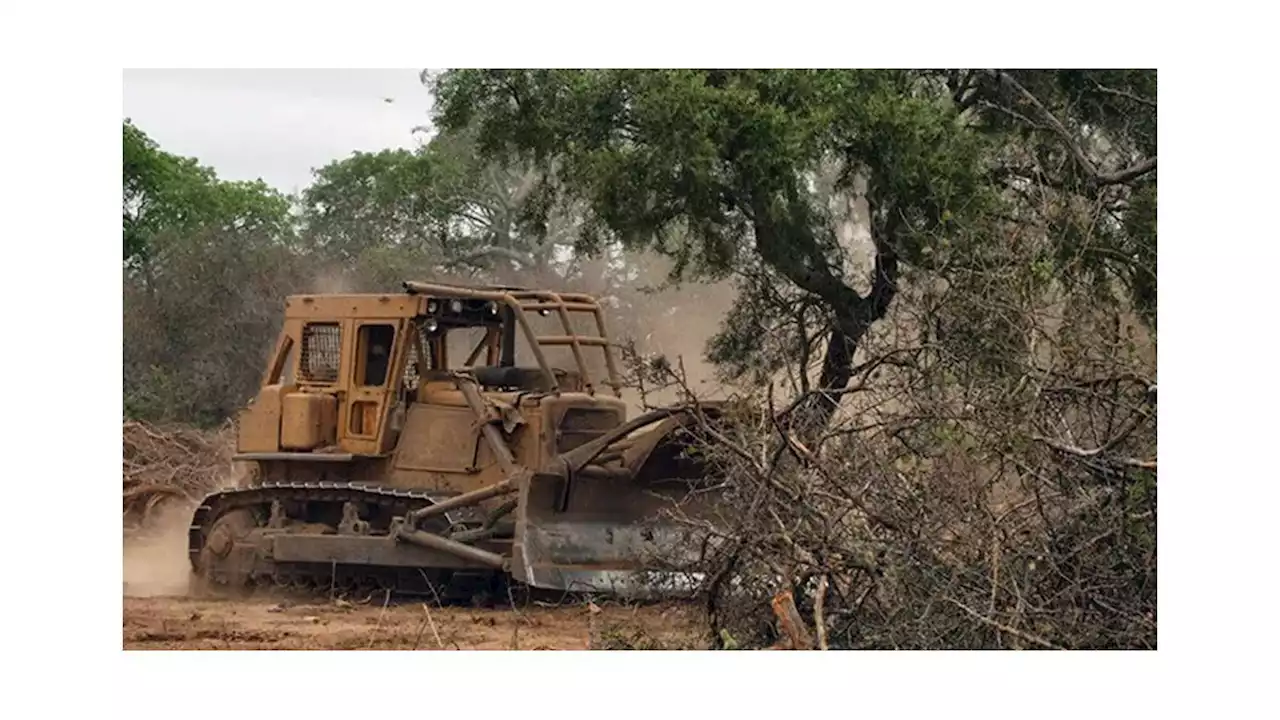 Alerta por la deforestación en el Gran Chaco: la grave situación en Argentina