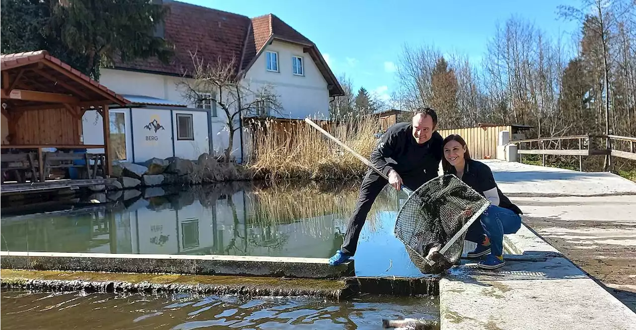 Ge'Stör'te Fischzüchter: Bei Maier gibt es Forelle, Saibling und auch süßen Hai