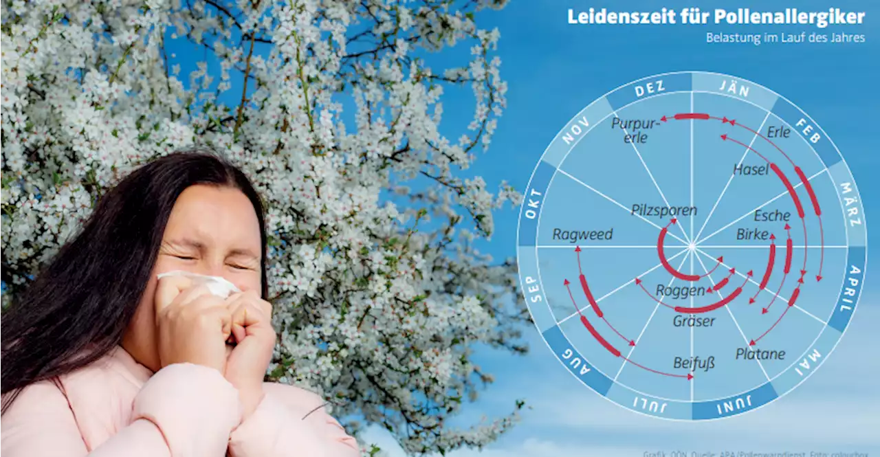 Pollensaison 2023: Klimawandel verursachte heftigen Frühstart