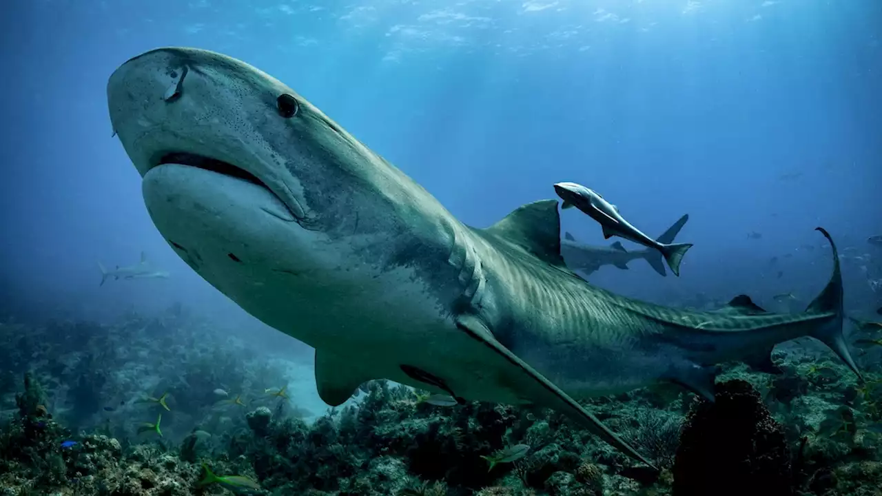 World’s largest known seagrass forest found in the Bahamas