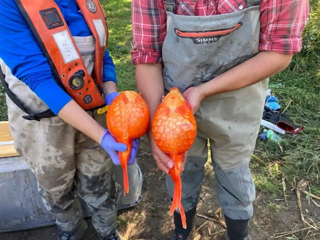 B.C. has a problem: Goldfish as large as a football are rapidly cloning themselves