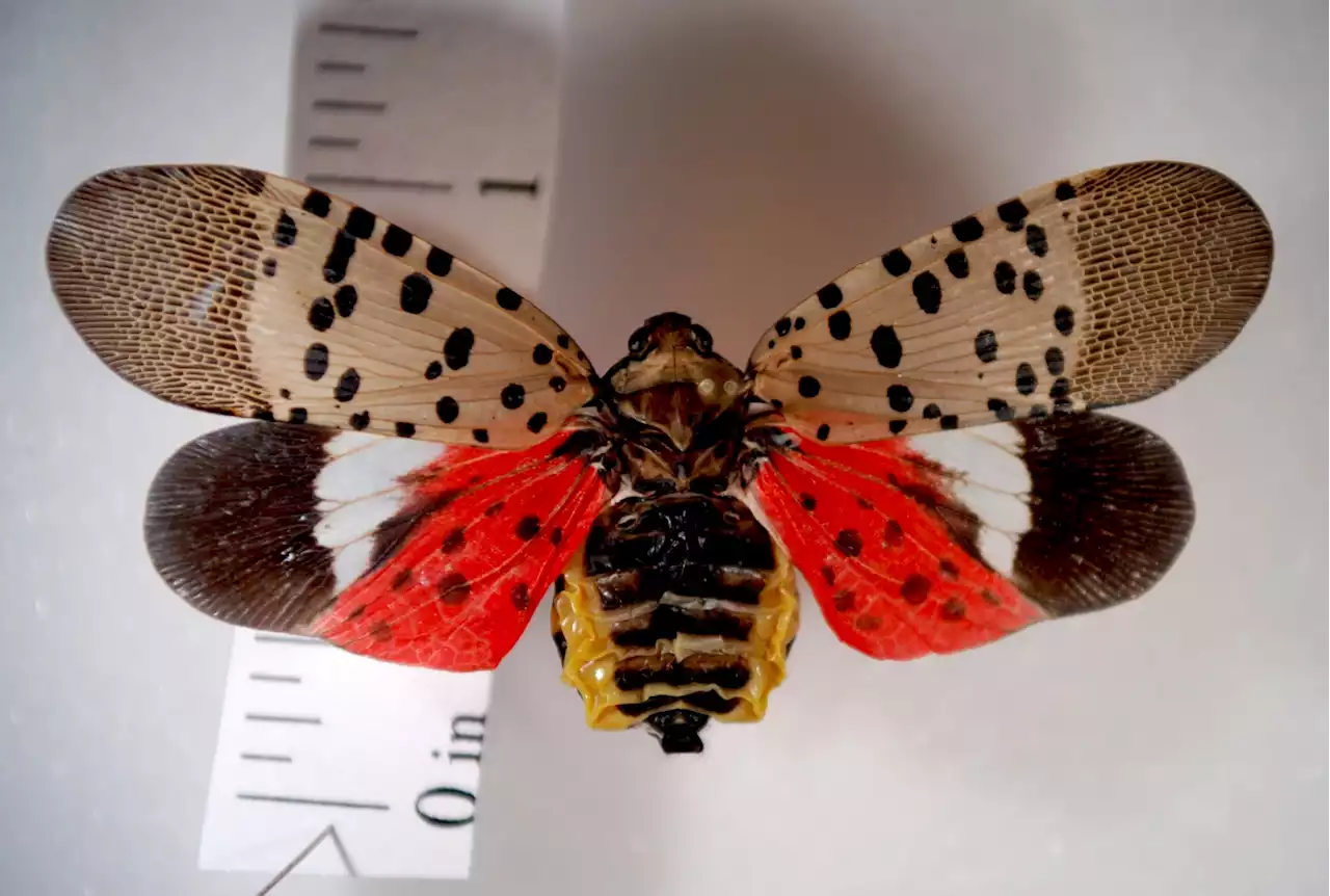 Spotted Lanternfly Season to Begin Earlier in the Mid-Atlantic, But What About the Midwest?