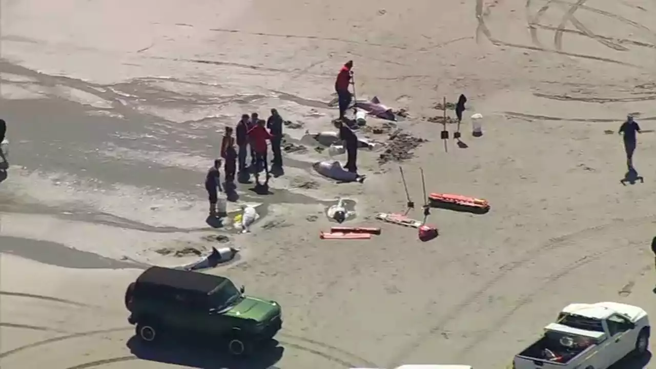 Several Beached Dolphins Seen in Sea Isle City