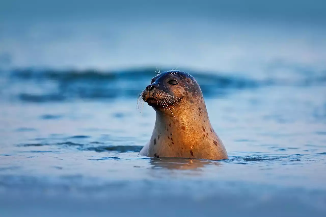 H5N1 bird flu kills thousands of New England seals