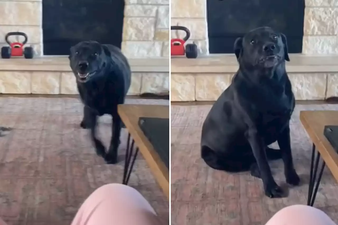 Watch how sassy Labrador throws tantrum and 'guilt trips' owner into walks