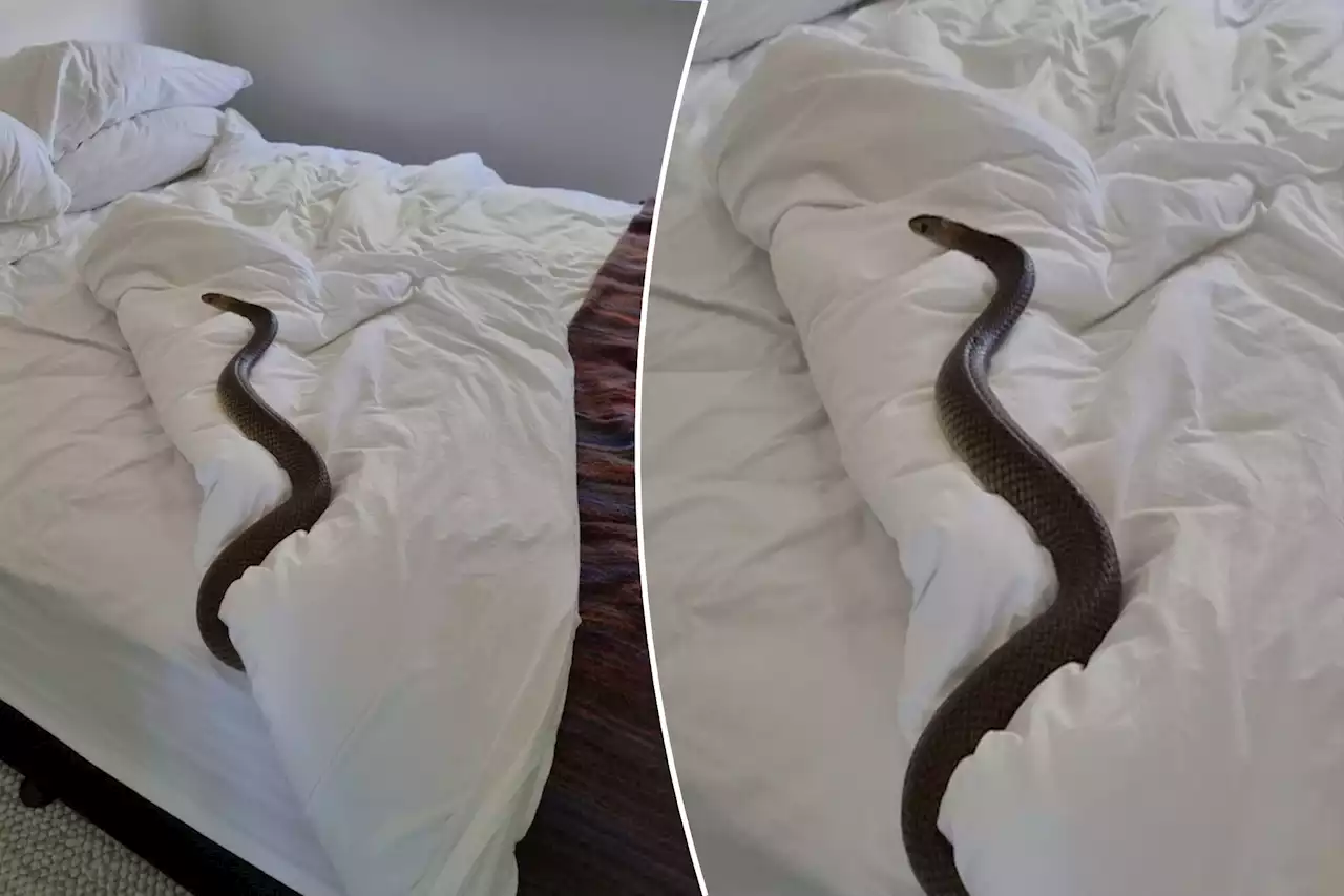 Horror as monster snake discovered in bed