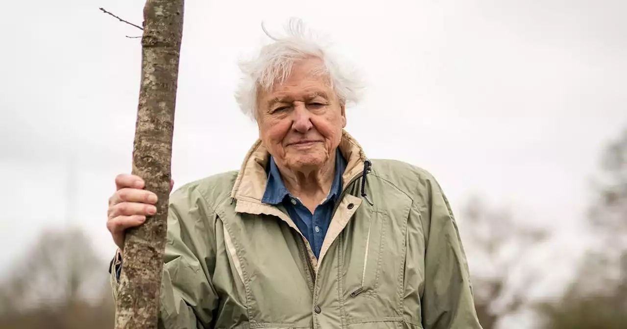 Sir David Attenborough plants tree to open woodland in honour of late Queen