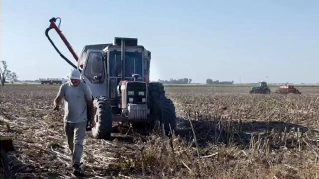 Campo en alerta: cuáles serán las consecuencias económicas de la sequía en los próximos meses