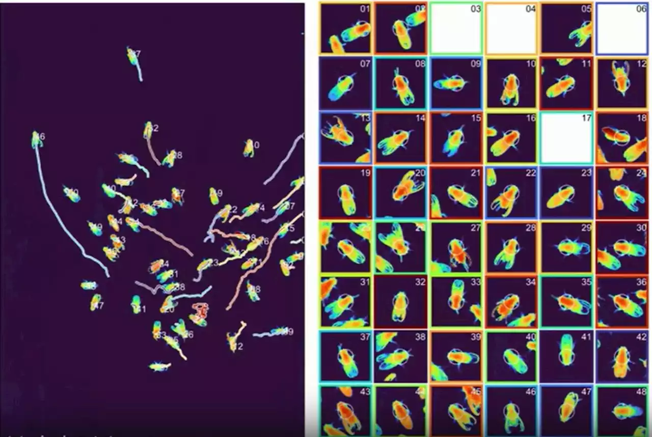 Gigapixel 3D microscope captures life in unprecedented detail