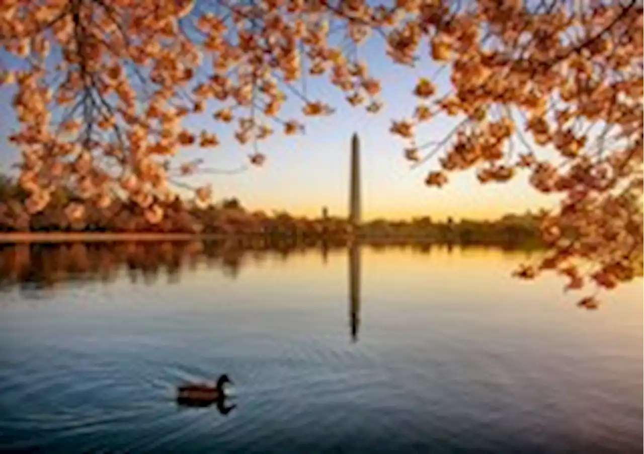 Cherry blossoms are bursting at the Tidal Basin but not peaking yet