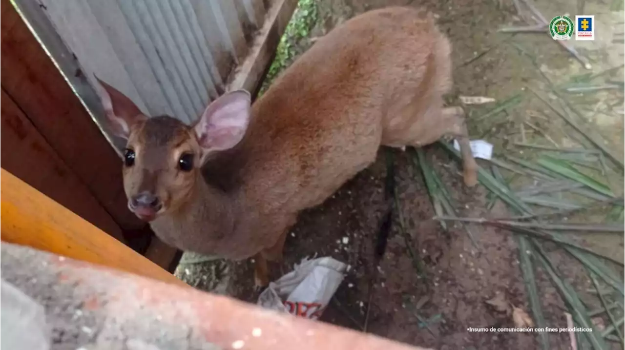 Hasta un venado era tenido en una finca por traficantes de fauna silvestre en Antioquia - Pulzo