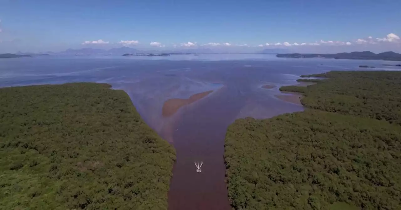 Brasile. 30.000 nuovi alberi per far vivere la foresta di mangrovie