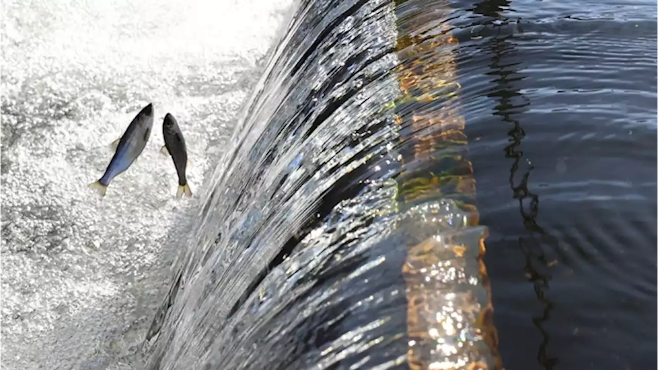 California’s Chinook Salmon Season Has Been Canceled Because of the State’s Prolonged Drought