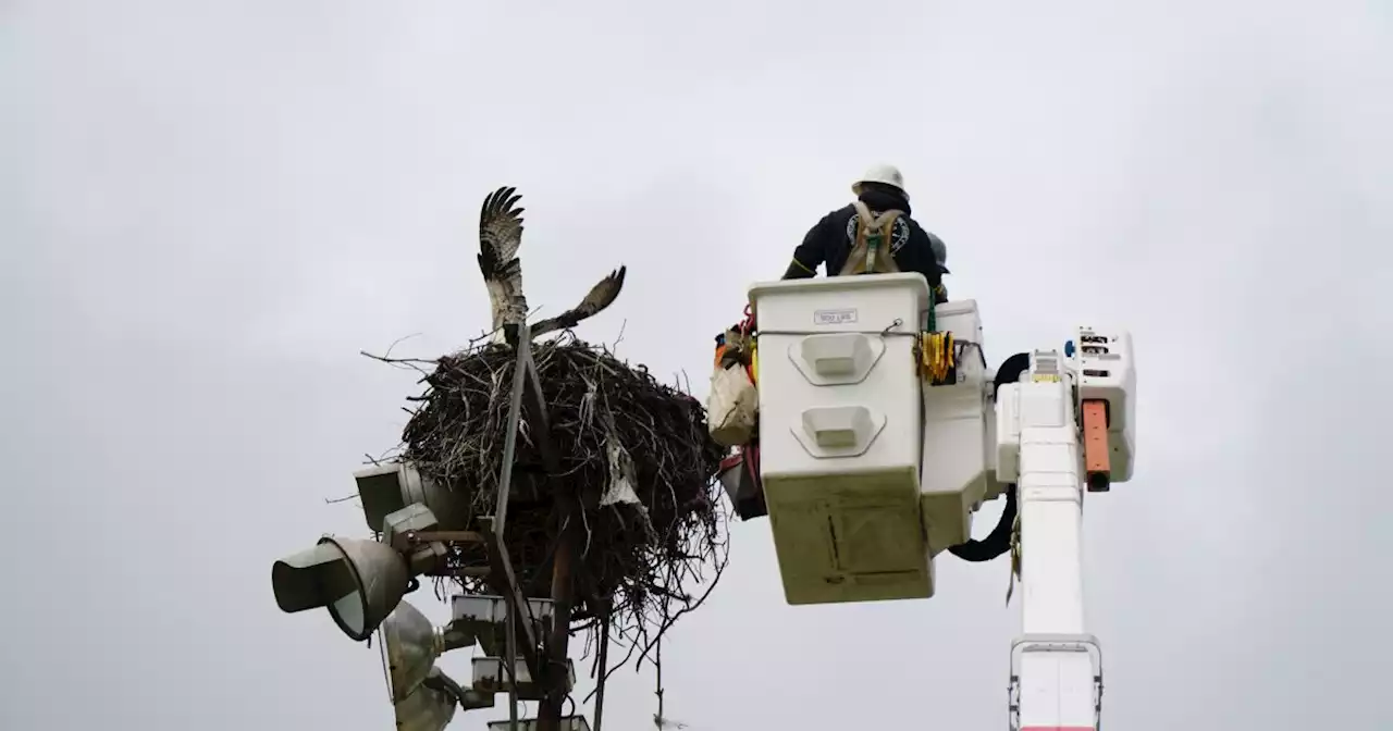 Crew helps free osprey caught in fishing line and tethered to light pole in Ocean Beach